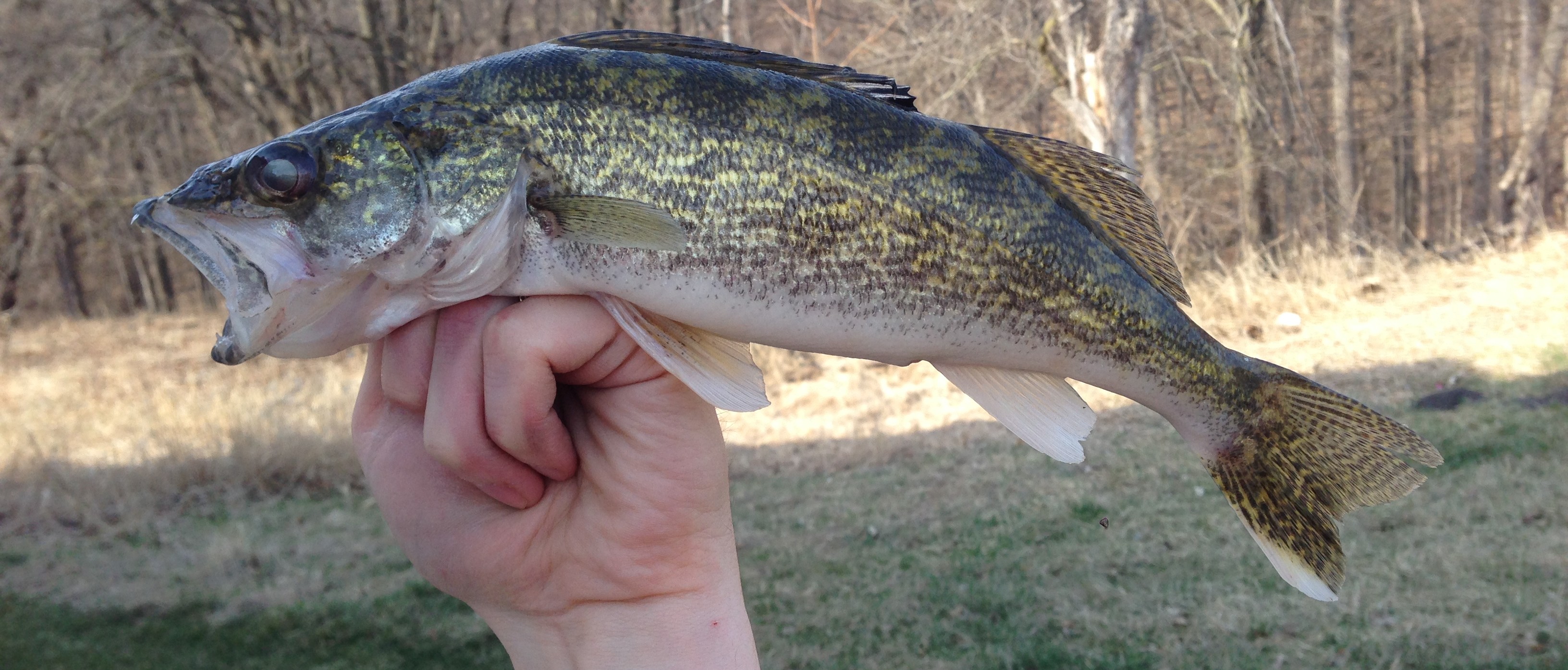 Lake MacBride Fishing Walleye Fishing in Iowa Supreme Fishing Tips